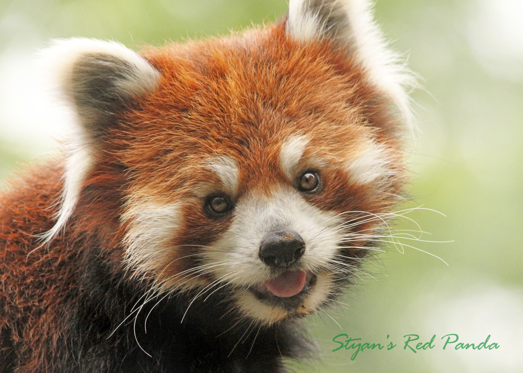 シセンレッサーパンダ