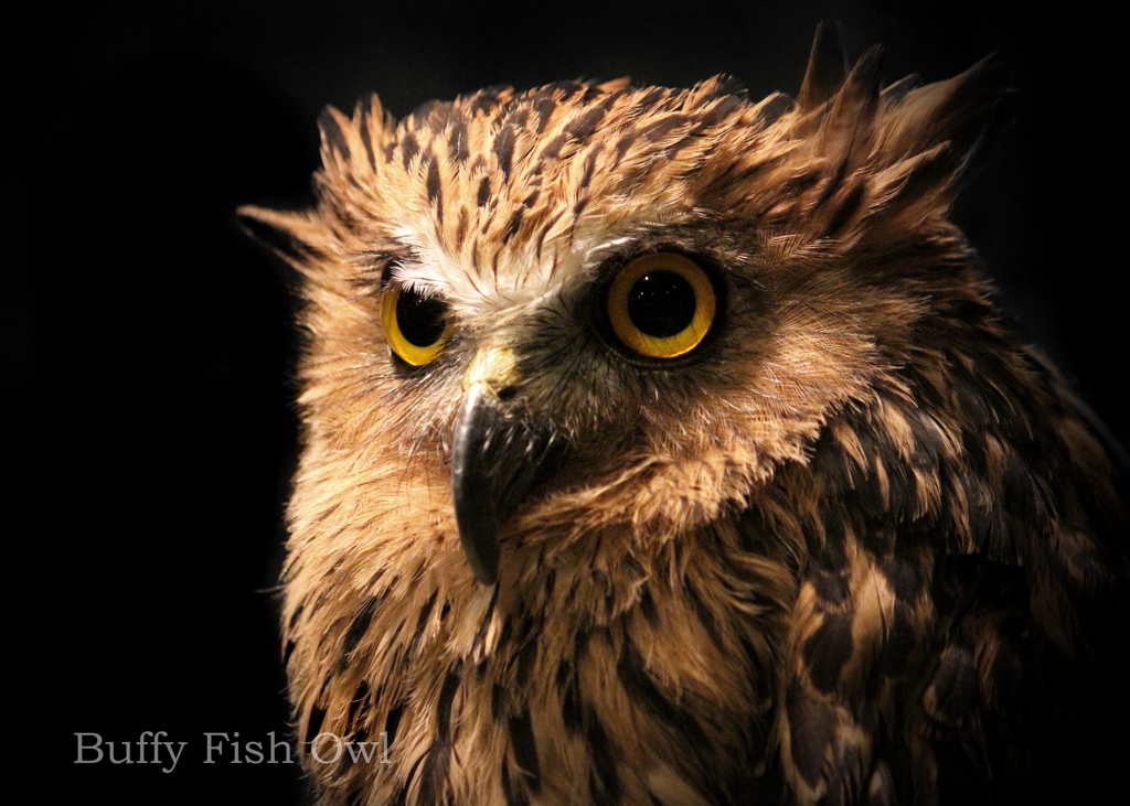 マレーウオミミズク