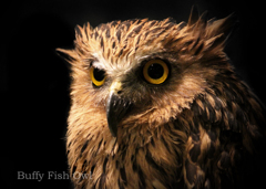 マレーウオミミズク