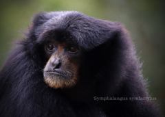 フクロテナガザル：Siamang