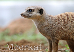 ミーアキャット