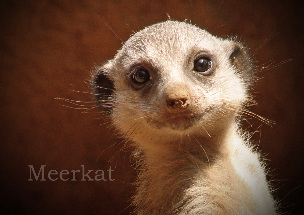 ミーアキャット