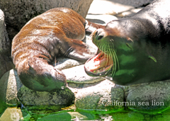 カルフォルニアアシカ