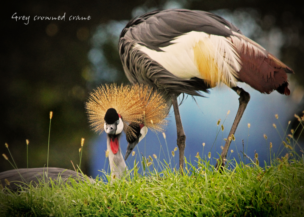 ホオジロカンムリヅル