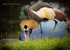 ホオジロカンムリヅル