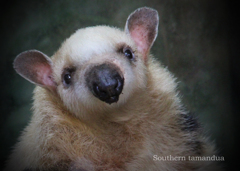 ミナミコアリクイ