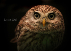 コキンメフクロウ