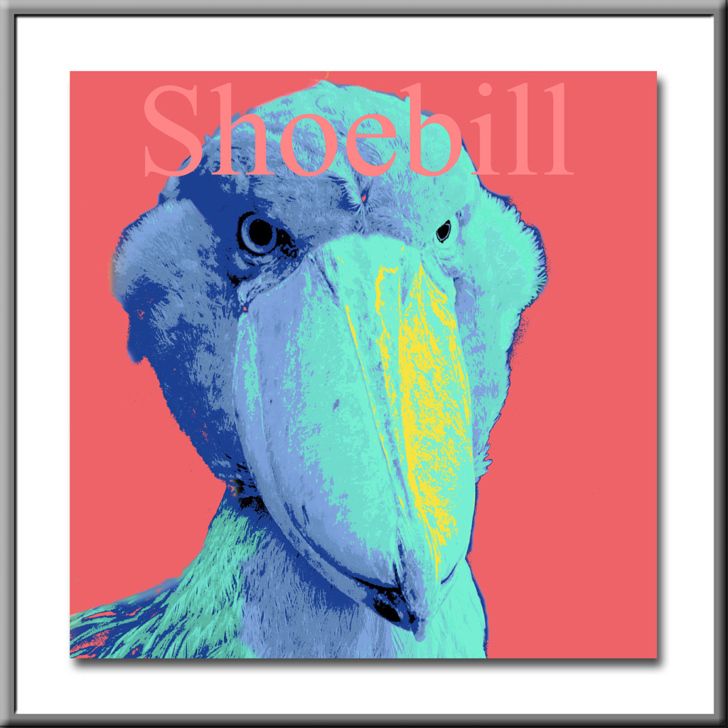 Shoebill