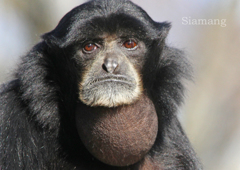 フクロテナガザル