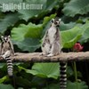 ワオキツネザル