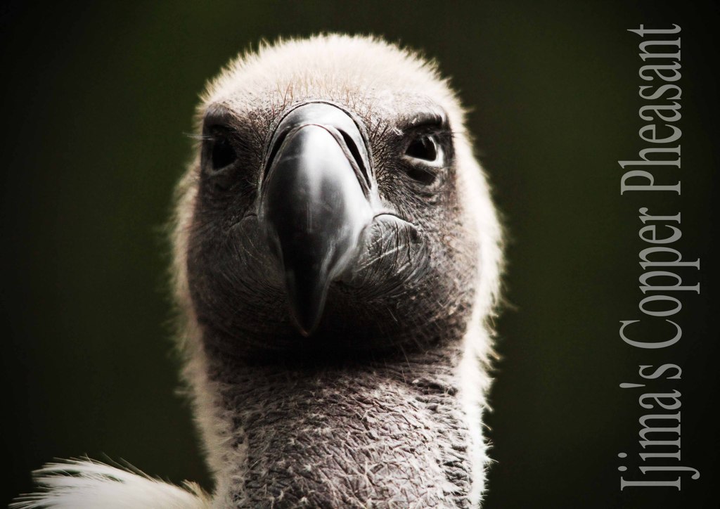 コシジロハゲワシ