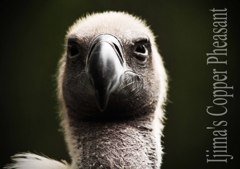 コシジロハゲワシ