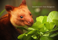 セスジキノボリカンガルー