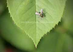 マダラホソアシナガバエ