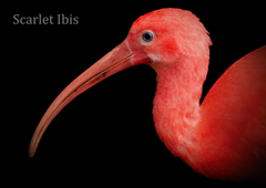 ショウジョウトキ