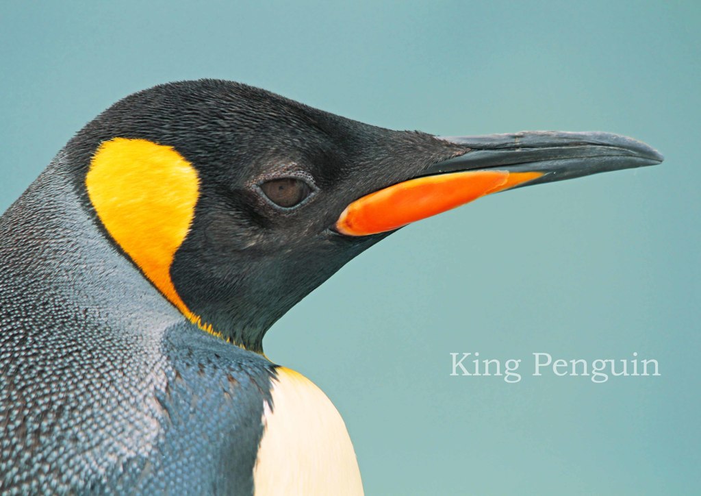 キングペンギン
