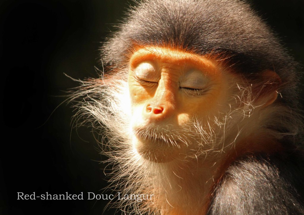 アカアシドゥクラングール