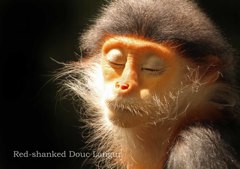 アカアシドゥクラングール