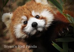 シセンレッサーパンダ3