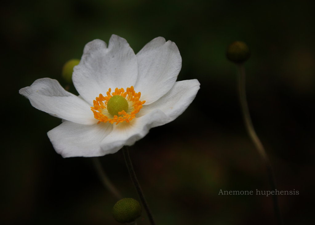 シュウメイギク