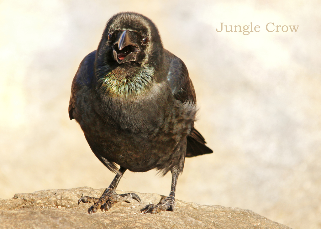 ハシブトカラス：Jungle Crow 