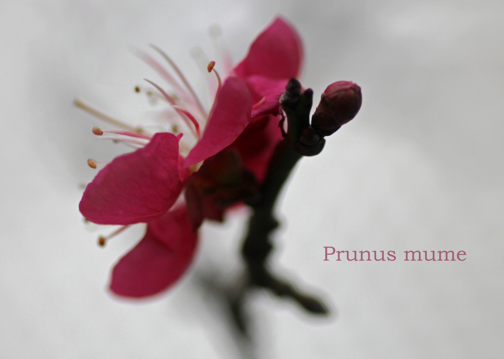 紅梅