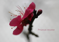 紅梅
