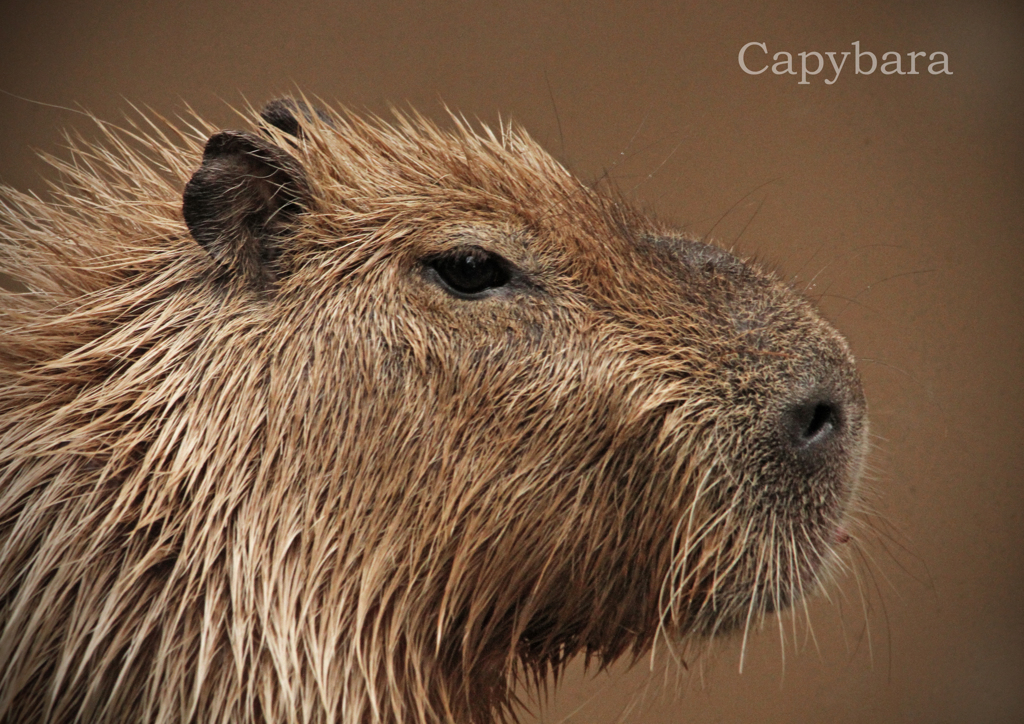 カピバラ
