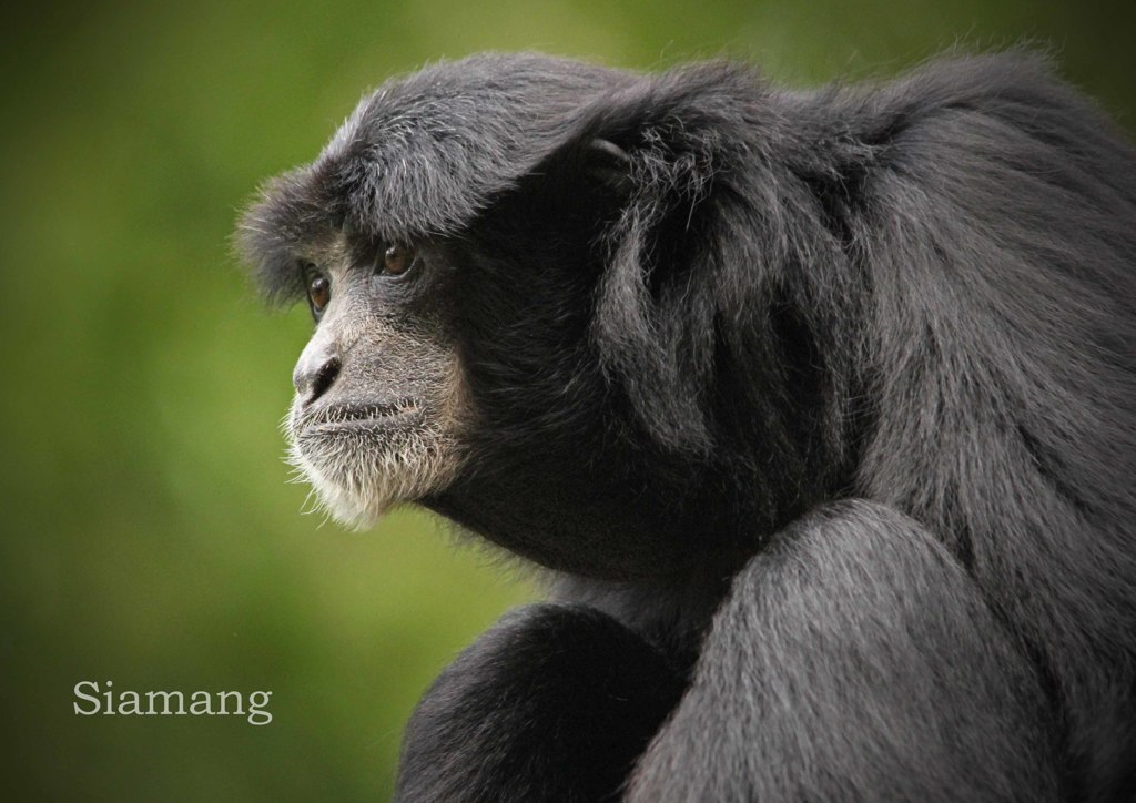 フクロテナガザル