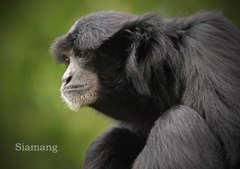 フクロテナガザル