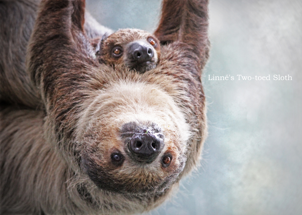 フタユビナマケモノ