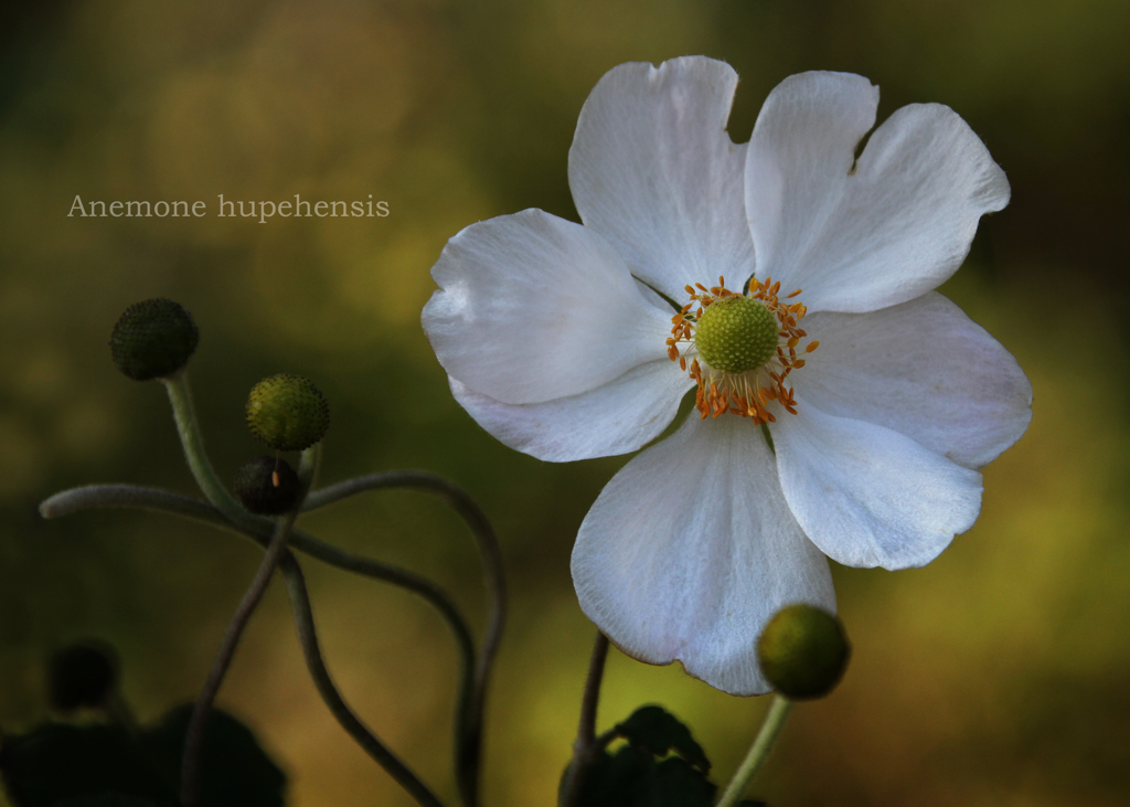 シュウメイギク