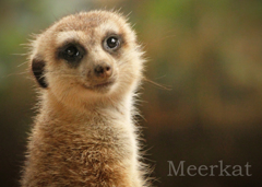 ミーアキャット