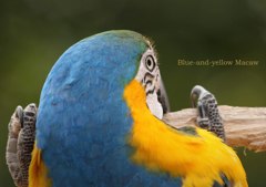 ルリコンゴウインコ