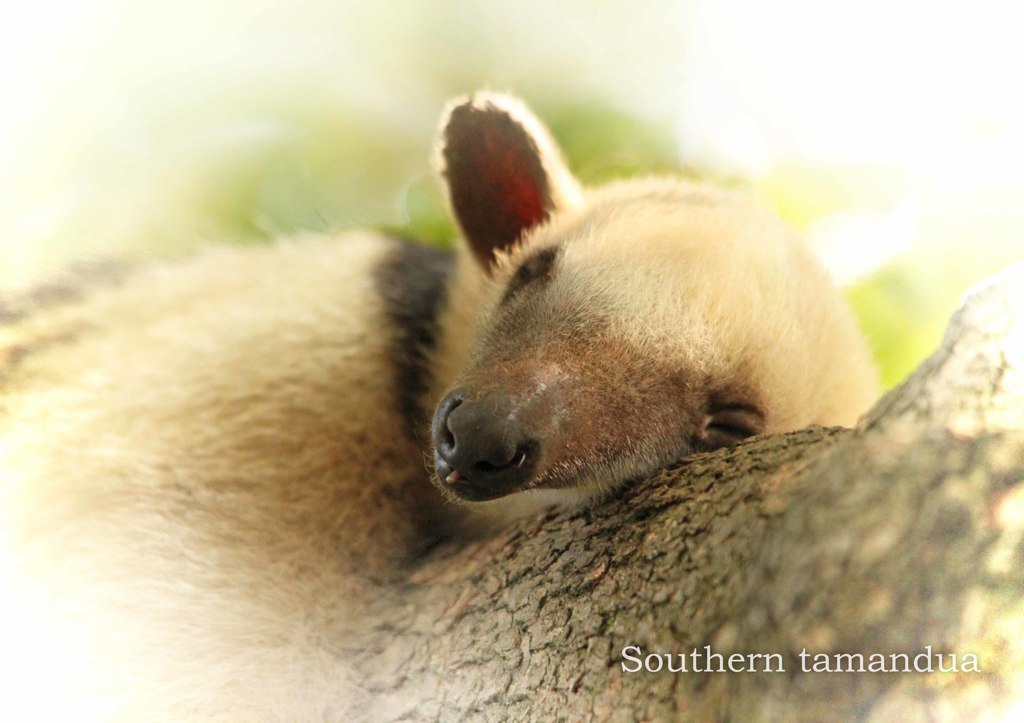 ミナミコアリクイ