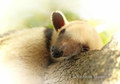 ミナミコアリクイ