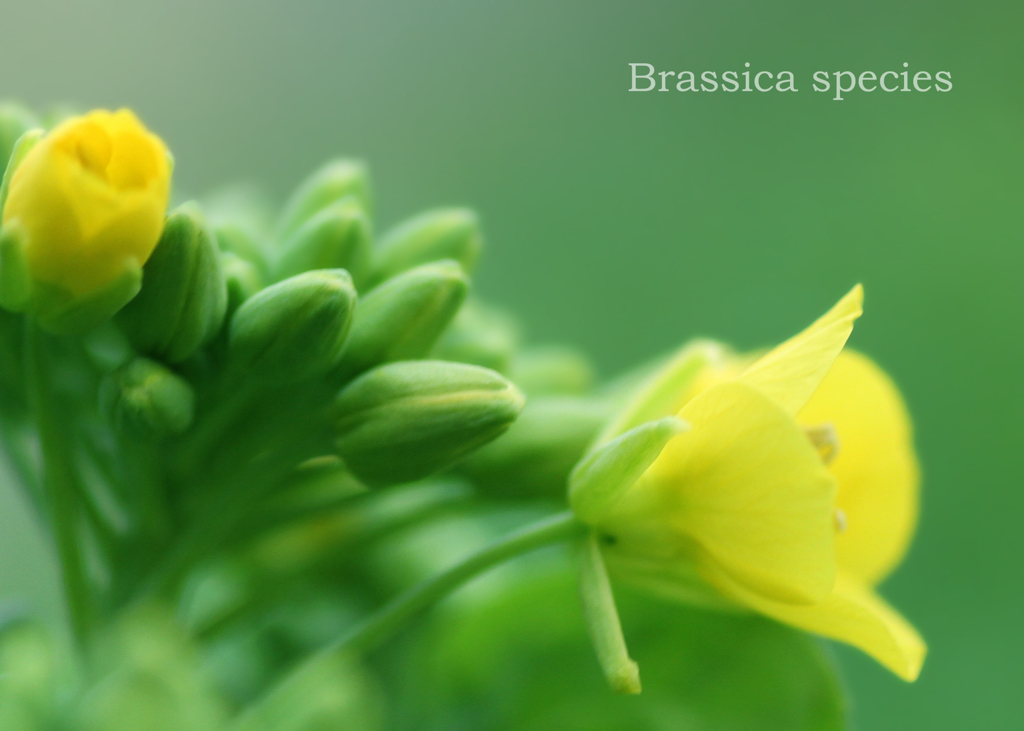 カンザキハナナ