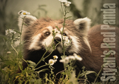 シセンレッサーパンダ