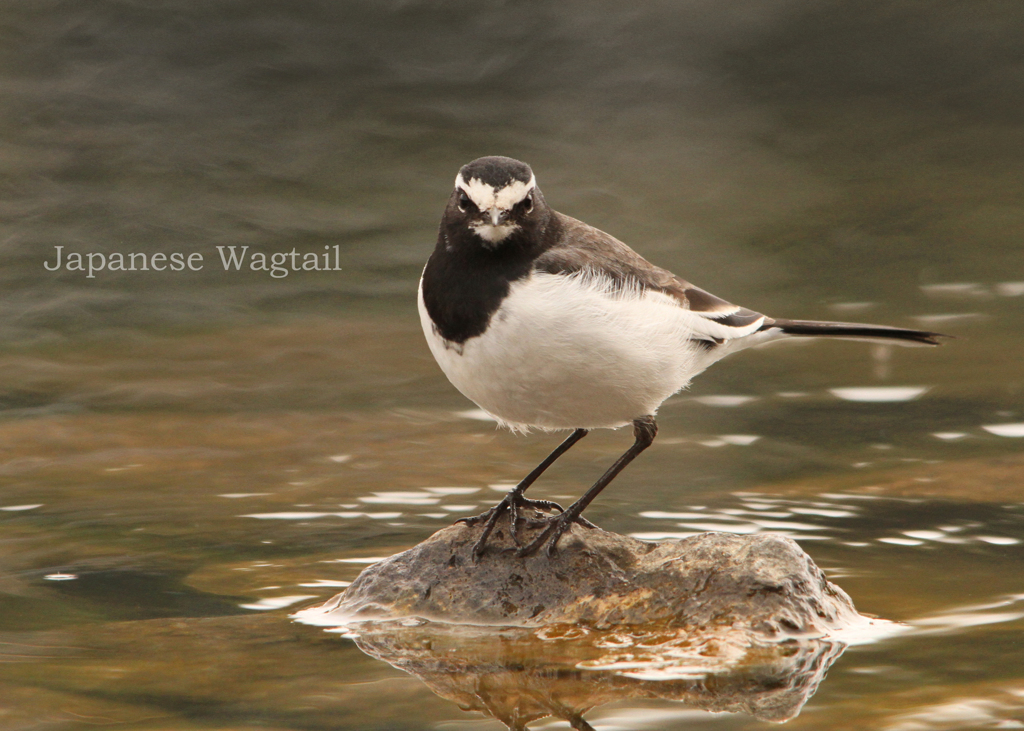 セグロセキレイ