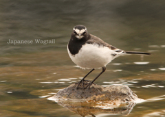 セグロセキレイ