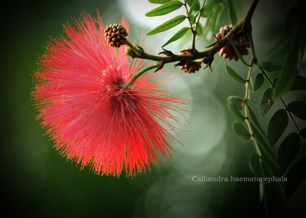 オオベニゴウカン