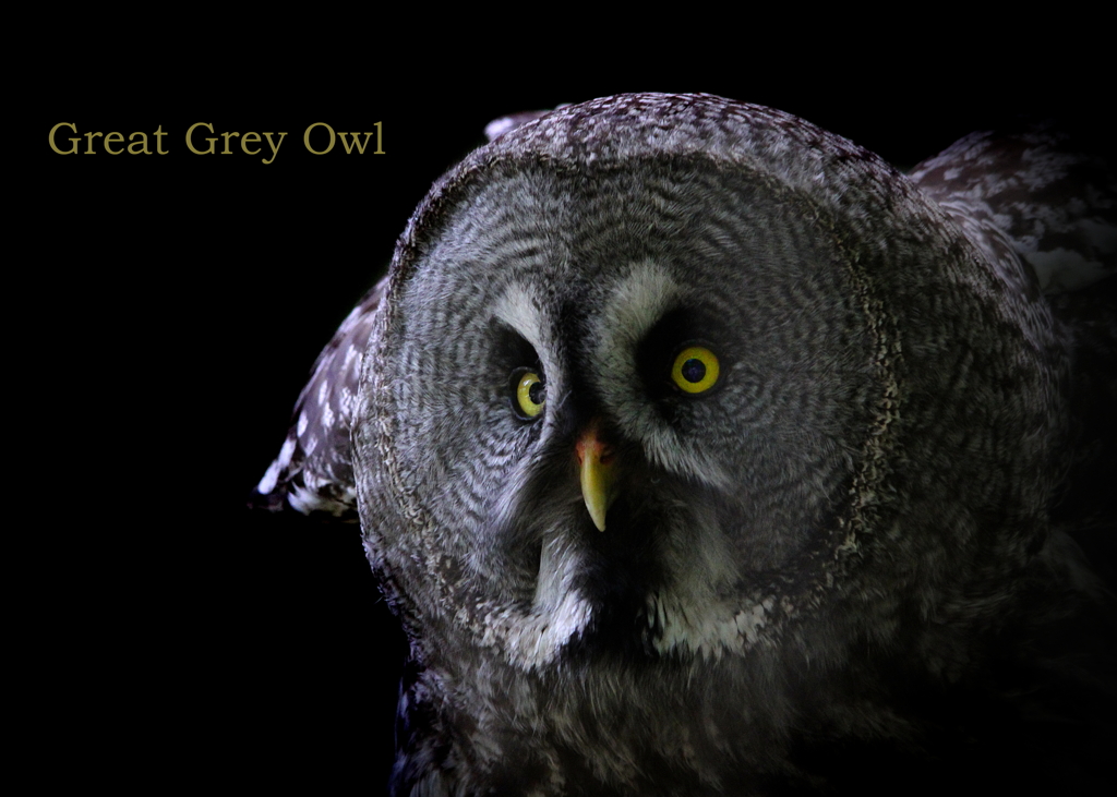 カラフトフクロウ