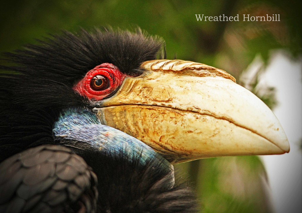 シワコブサイチョウ