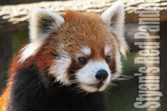 シセンレッサーパンダ