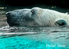 ホッキョクグマ