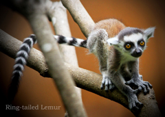 ワオキツネザル