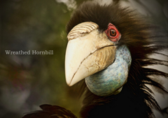 シワコブサイチョウ