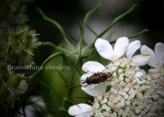 ツマグロキンバエ