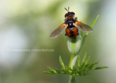 マルボシヒラタヤドリバエ