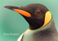 オウサマペンギン